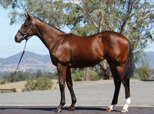 Latest Weekly Listings – Street Boss, Zousain and Brazen Beau